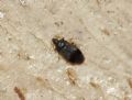 Cardiastethus nazarenus.